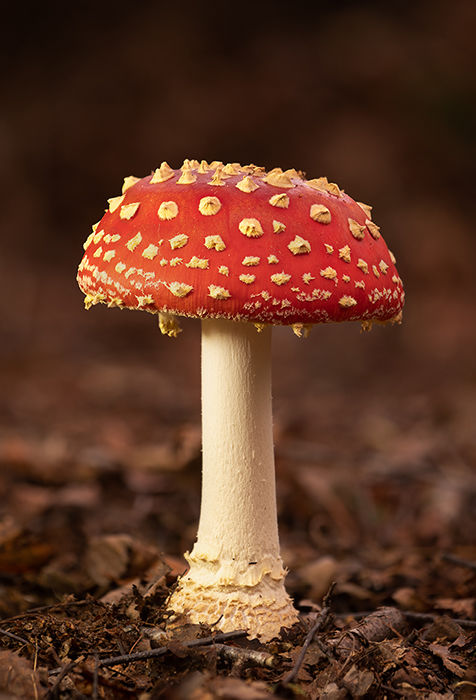 Fly agaric