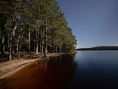 Caledonian Pine Forest by moonlight