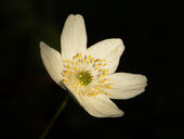 Wood anenome
