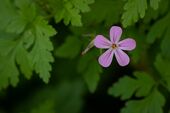 Herb Robert