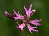 Ragged robin