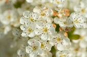 Hawthorn blossom
