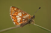 Duke of Burgundy (Hamearis lucina), Morgans Hill, Wiltshire