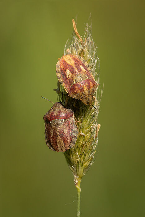 Tortoise Shieldbugs