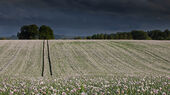 Stormy Skies over Opium Poppies