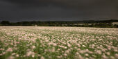 Opium Poppies in Storm