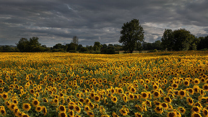 Sunflowers under Stormy Sky