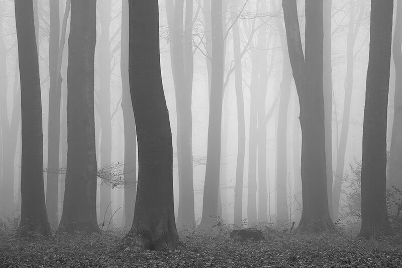 Misty beech trees
