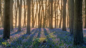 Badbury Clump