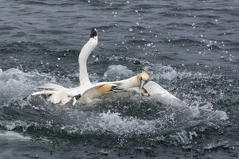 Gannets disputing fish