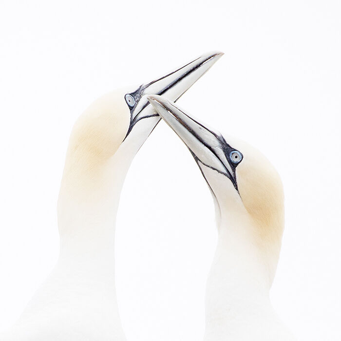 Courting gannets