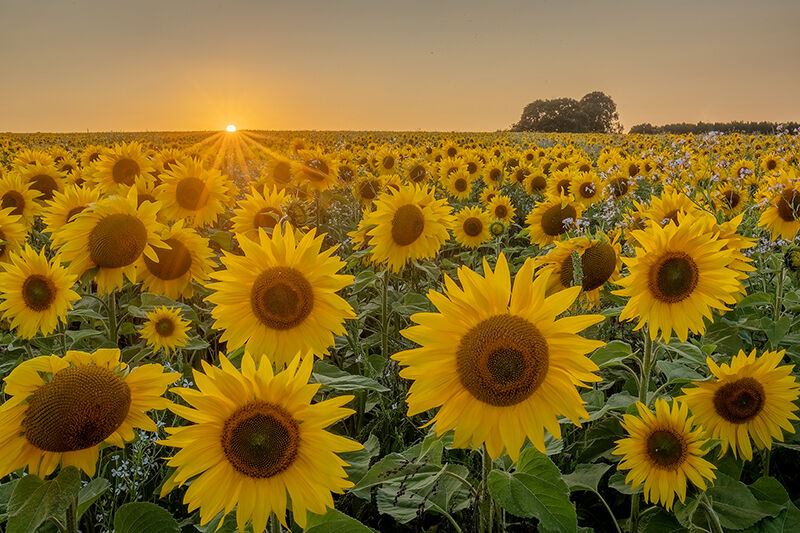 Sunflowers, Salisbury Plain