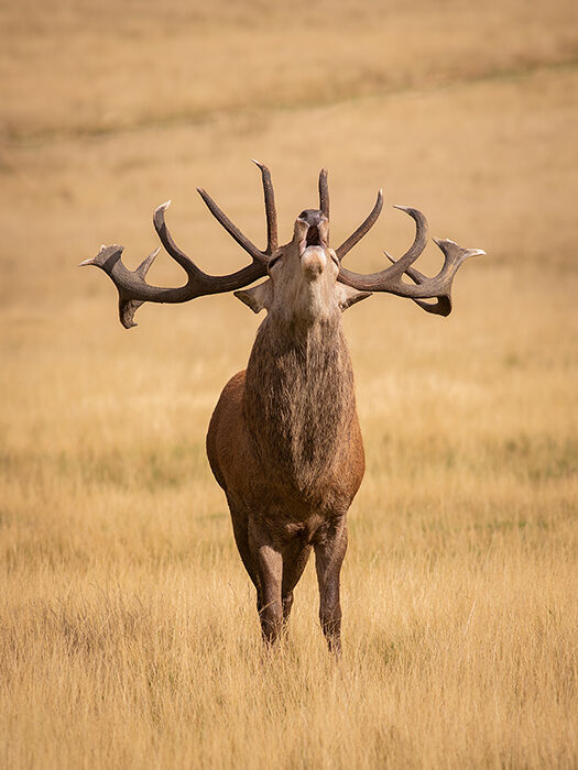 Red Deer Stag Roaring