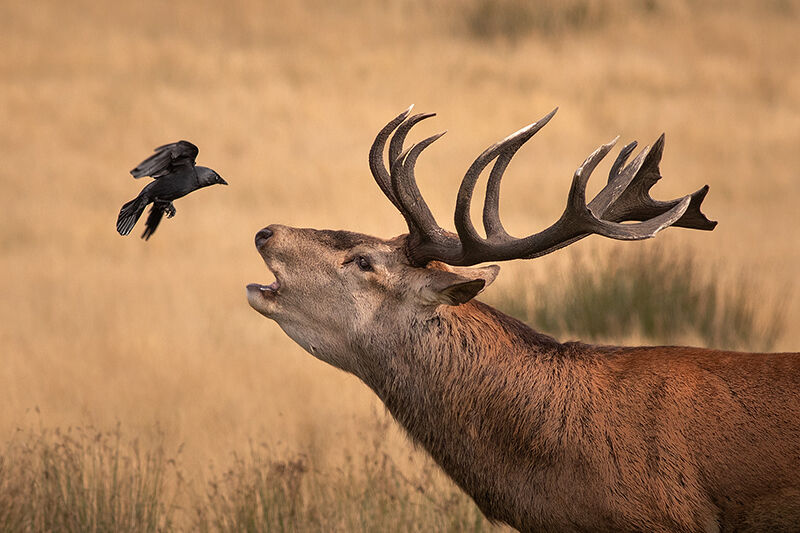 Jackdaw Searching for Ticks