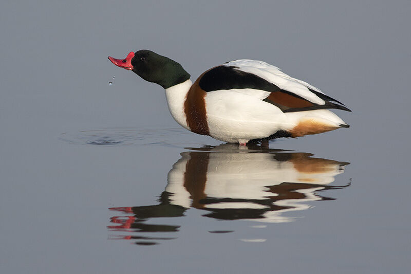 Reflective Shelduck