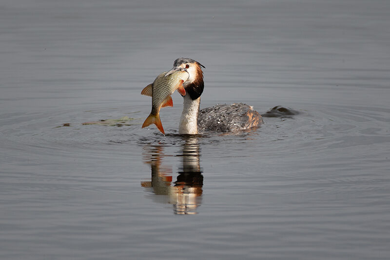 Great crested grebe swallowing rudd