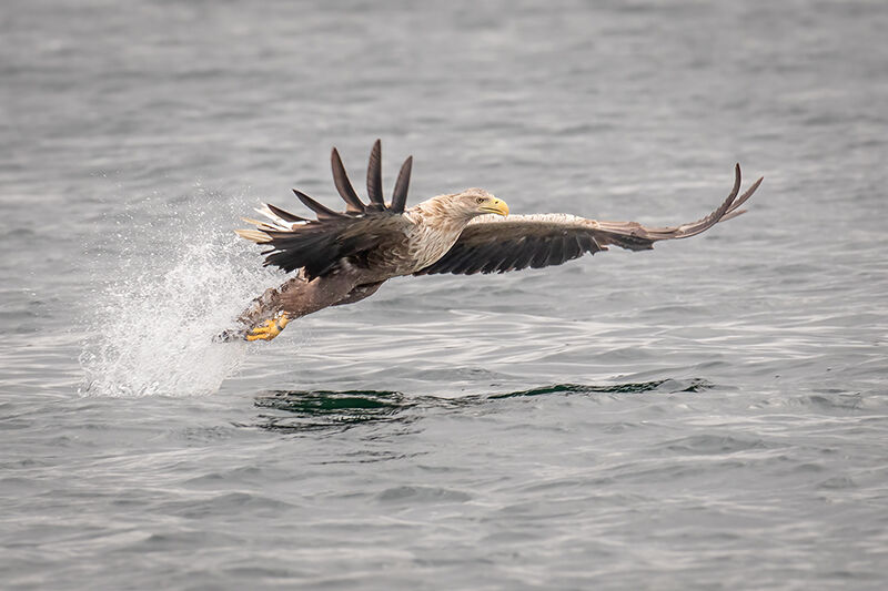 White-tailed sea eagle snatching fish