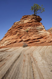 Hoodoo and lone pine