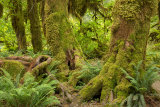 Verdant Tapestry