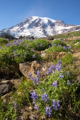 Alpine Meadow