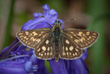 Chequered Skipper