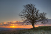 Hawthorn tree, Windmill Hill