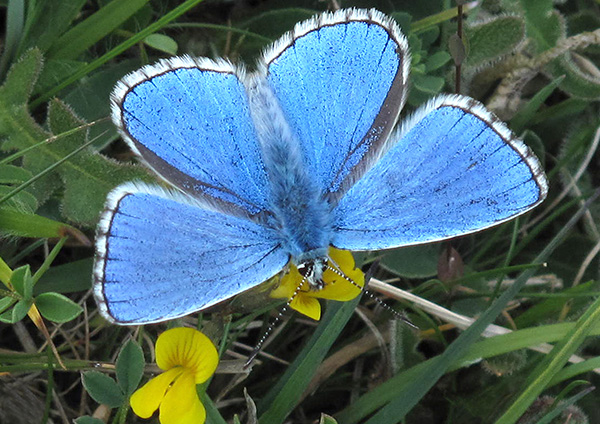 Adonis Blue Butterfly