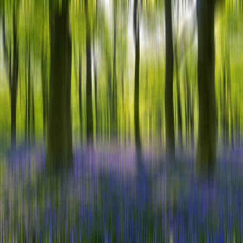 Bluebell Wood