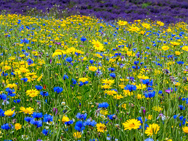 Colours at Snowshill