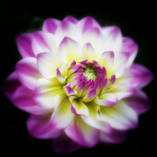 Dahlia Glow