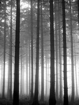 Forest Light
