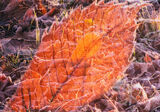 Frost and Leaf