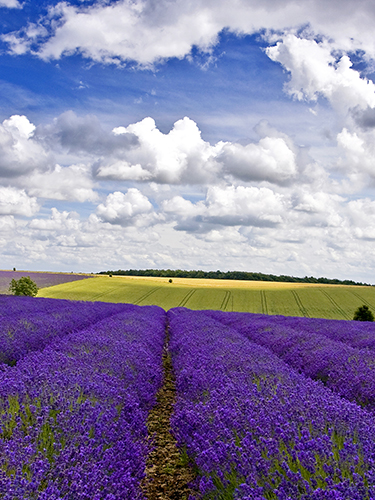 Lavender and Clouds