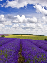 Lavender and Clouds