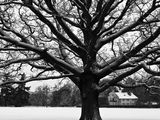 Oak and Snow