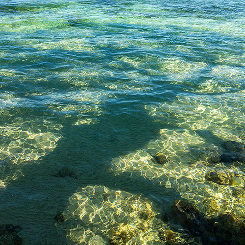 Pine Tree Shadow in Clear Waters