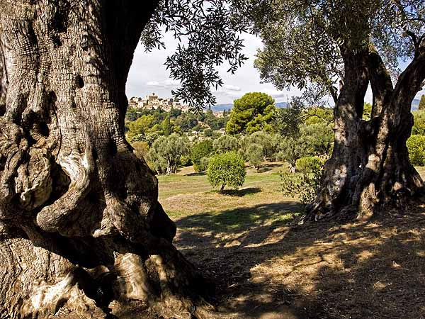 Renoir's View Through the Old Olive Trees