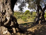 Renoir's View Through the Old Olive Trees