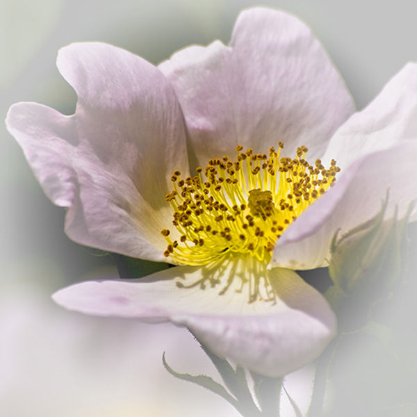 Rose Vignette