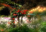 Roses at Giverny