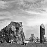 Sheep at Avebury Stone Circle
