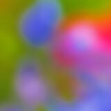 Summer Border