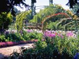 Summer Colour in Monet's Garden