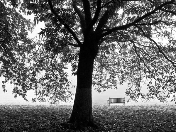 Sweet Chestnut and Seat