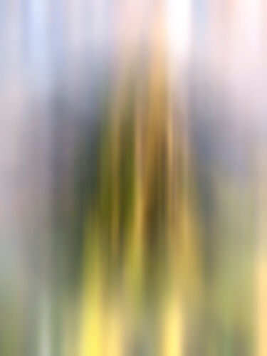 Tree Reflection from Riverbank