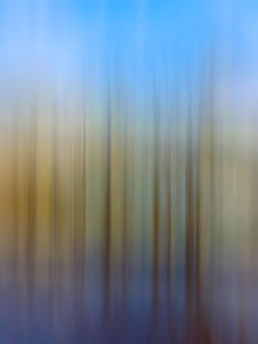 Trees Reflected in River
