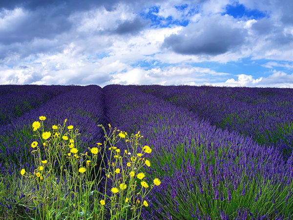 Under Lavender Skies