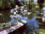 Water Garden