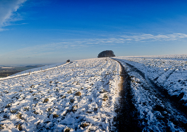 Win Green in Winter