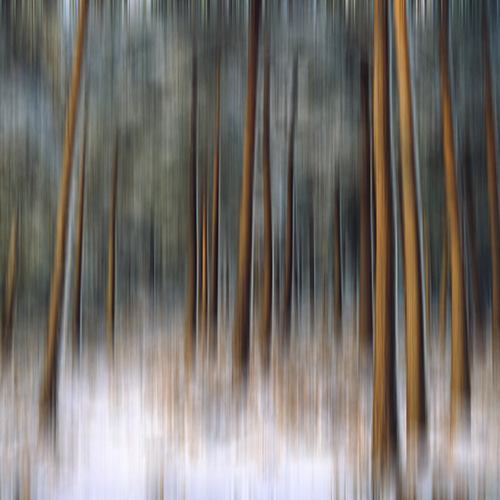 Winter Woodland
